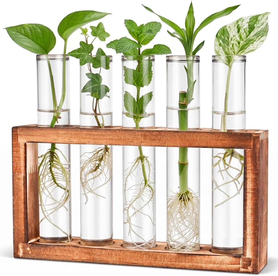 Tigvio Desktop Glass Plant Propagation Station (5 Tubes) | with 5 Test Tubes in Wooden Stand - Hydroponic Plants Cutting Office Home Decoration and Garden Decor Terrarium