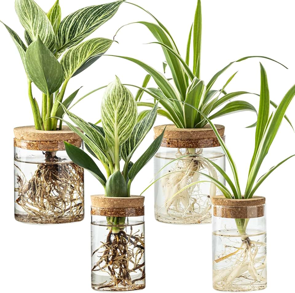 Glass Plant Propagation Stations for Plants – Set of 4(2 Large &amp; 2 Small) Hydroponic Vases for Plant Cuttings,Flower Arrangements, Home &amp; Office Decor–Desktop Vases for Living Room, Bedroom (4)