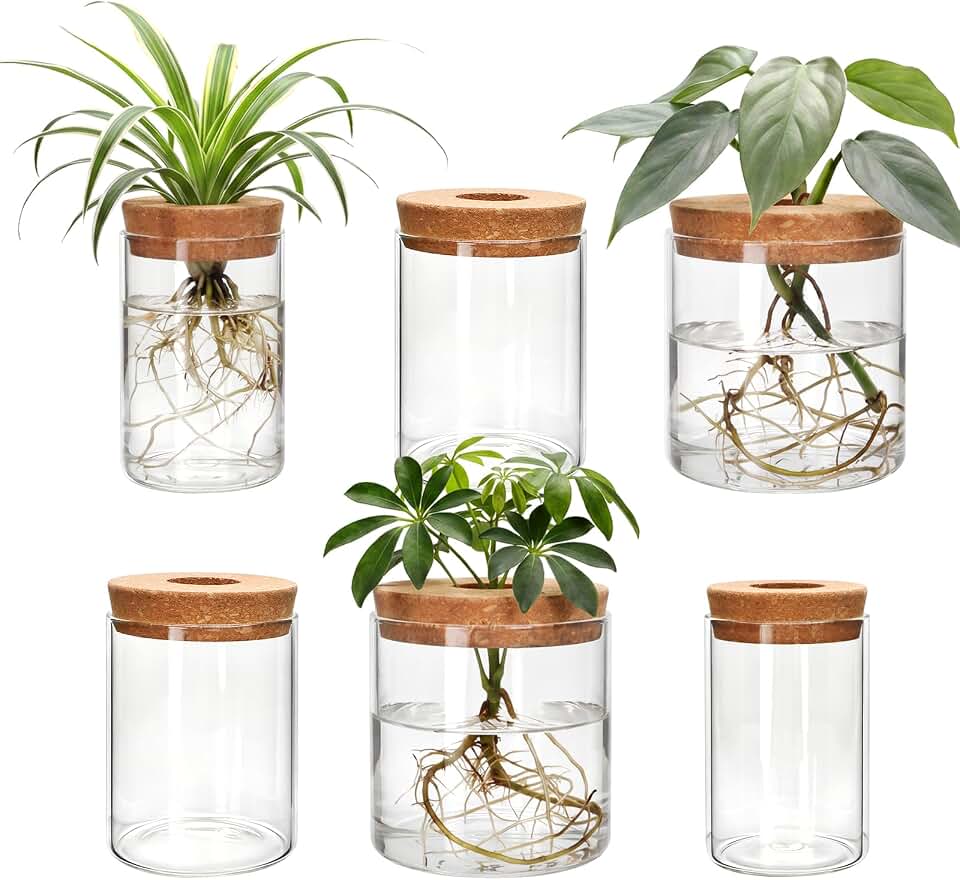 6Pcs 3 Size Glass Plant Propagation Stations, Desktop Flower Vases | Hydroponic Glass Container Vase (2 Large &amp; 2 Medium &amp; 2 Small) for Plant Cuttings, Desks, Living Room, Bedroom, Office Decor
