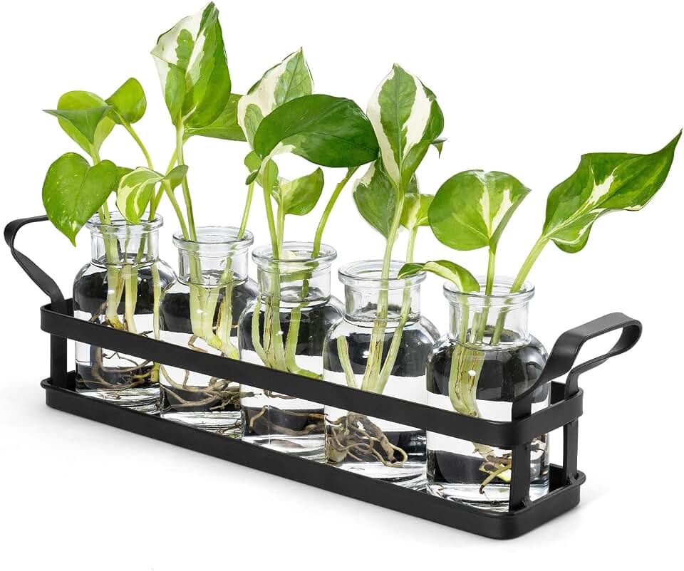 Mkono Propagation Stations, 5 Jars Desktop Glass Plant Terrarium with Stand | Flower Vase, Hydroponic Cuttings, Easy Water Refill,Clear Root View Planter,Farmhouse Home Office Decor, Gardening Lover Gift