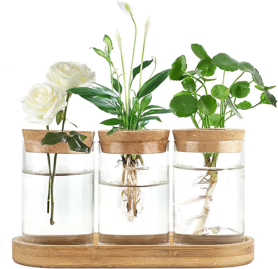 Dahey Plant Propagation Stations, 3 Pcs Glass Vases with Wooden Stand &amp; Lid | Fits Indoor Hydroponic Cuttings, Clear Planter for Root View, Cork Anti-evaporation, Water Propagation Jars, Home Table Decor