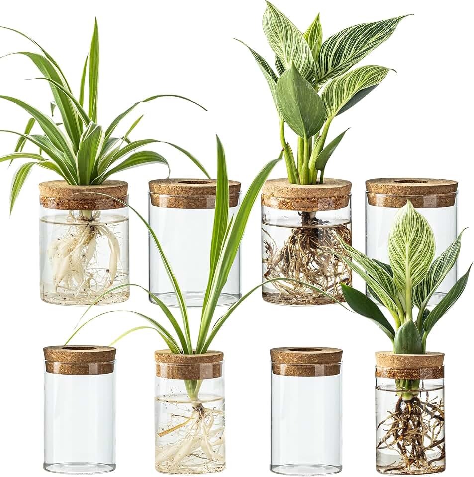 Glass Plant Propagation Stations for Plants – Set of 8(4 Large &amp; 4 Small) Hydroponic Vases for Plant Cuttings,Flower Arrangements, Home &amp; Office Decor–Desktop Vases for Living Room, Bedroom (8)