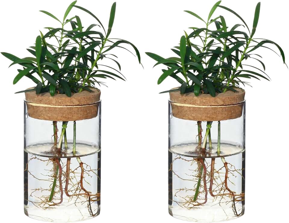 Separated Desktop Glass Flower Vases - Ideal Plants Propagation Stations for Living Room, Bedroom Decoration,Home Decor (2)