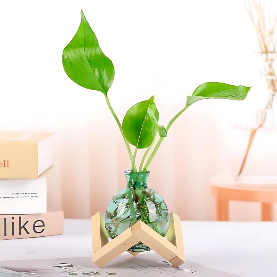 Cute Plant Propagation Station Glass Bulb Water Vases Green Office Decor | Propagation Vases for Plants Plant Gifts for Women Lucky Bamboo Vase desk accessories Wood Stand hydroponic vases