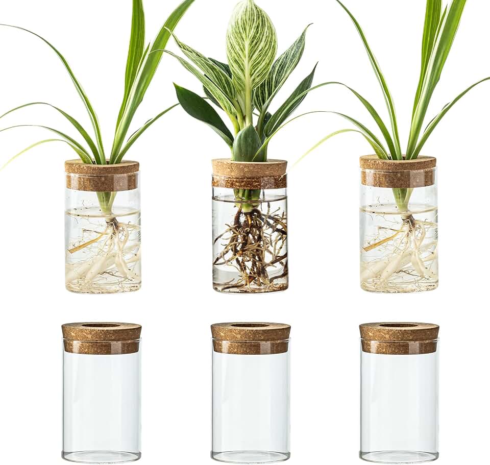 Glass Plant Propagation Station Set of 6, Modern Desktop Flower Vase for Succulent Cuttings, Home Office Decoration, Ideal Housewarming Gift for Living Room, Bedroom