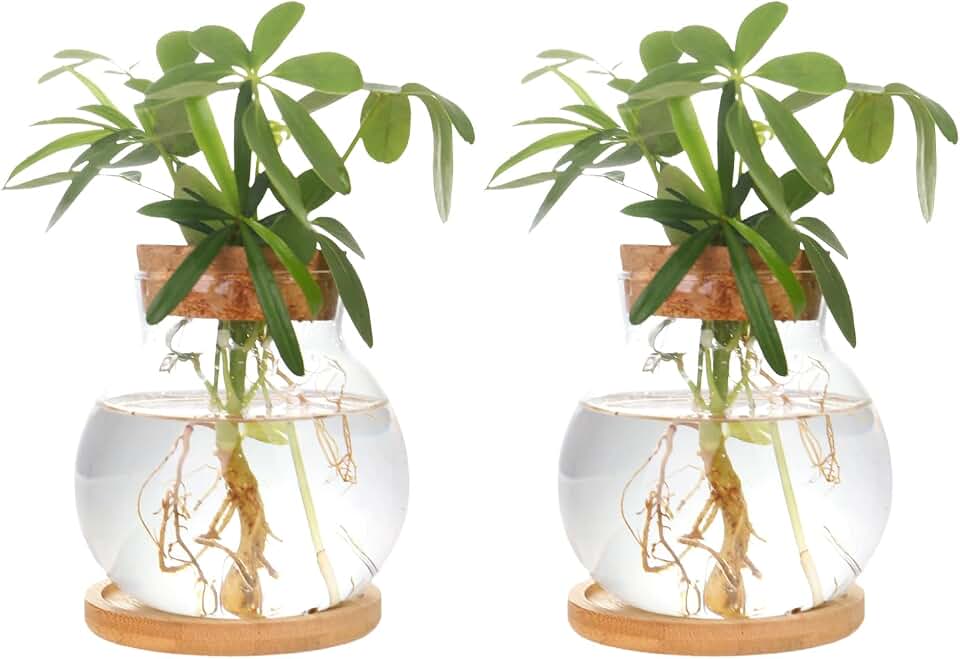 Plant Propagation Station,Hydroponic Glass Container Vase Jars, with Wooden Saucer for Desks, Houses, Garden Decorations, Home Kitchen Decorations and Gifts for Plant Lovers (2)