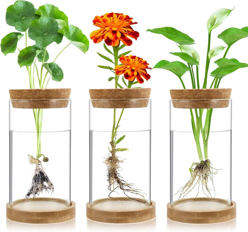Plant Propagation Stations 3 Pack Plant Terrarium, Propagation Jars Glass Hydroponic Vases for Indoor Plants, Desktop Glass Plant Pot with Lid &amp; Wooden Stand Gardening Gifts for Women Mom Plant Lovers