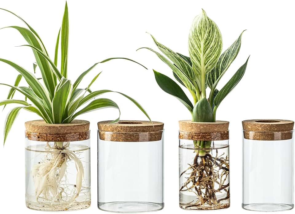 Glass Propagation Stations for Plants -Desktop Flower Vases,Propagation Flower Vases Set – 2 Large &amp; 2 Small for Plant Cuttings，for Living Room, Bedroom Decoration,Home,Office Decor (4)