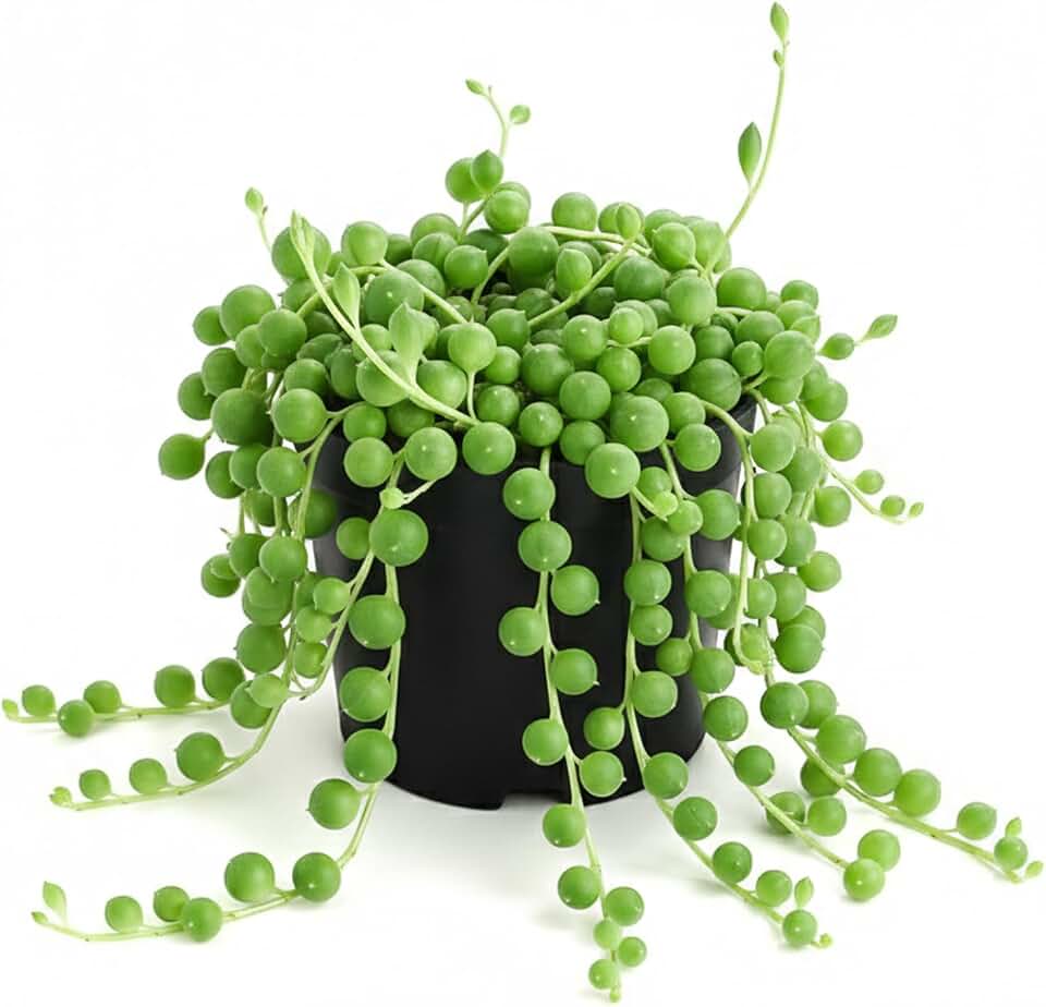 2-in String of Pearls Live Succulent Plants, Simple Care &amp; Drought Tolerant | Trailing Succulents for Home Office Decor, Fully Rooted Houseplant for Busy Plant Lovers, Ideal Gift for Garden Beginners