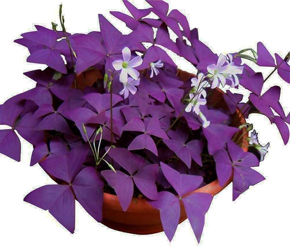 12PCS Purple Shamrocks Bulbs Good Luck Plant Purple Oxalis Bulbs for Planting Grows Indoor or Outdoor Oxalis Triangularis Bulb For Novices
