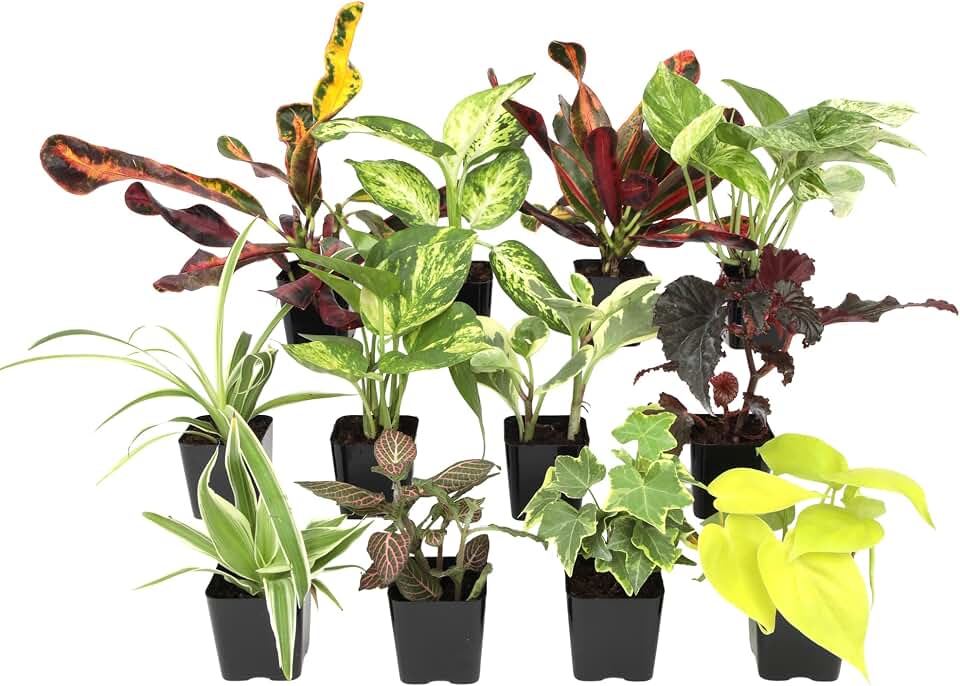 Simple to Grow Houseplants (12 Pack) Live House Plants in Plant Containers, Growers Choice Plant Set in Planters with Potting Soil Mix, Home Décor Planting Kit or Outdoor Garden Gifts by Plants for Pets
