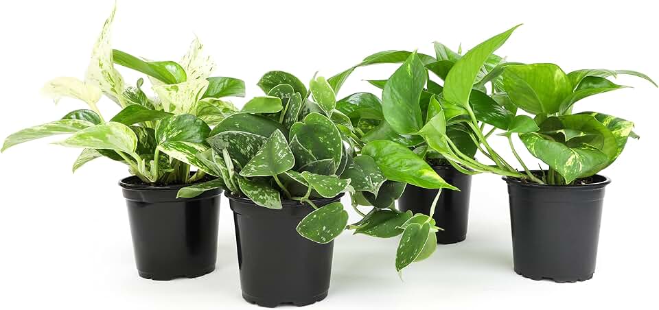 Live Pothos Plants (4PK) Indoor Plants Live Houseplants, Pothos Live Plant House Plants, Money Plant Indoor Pothos Plant Decor, Devils Ivy Trailing Plants Live by Plants for Pets, Dark