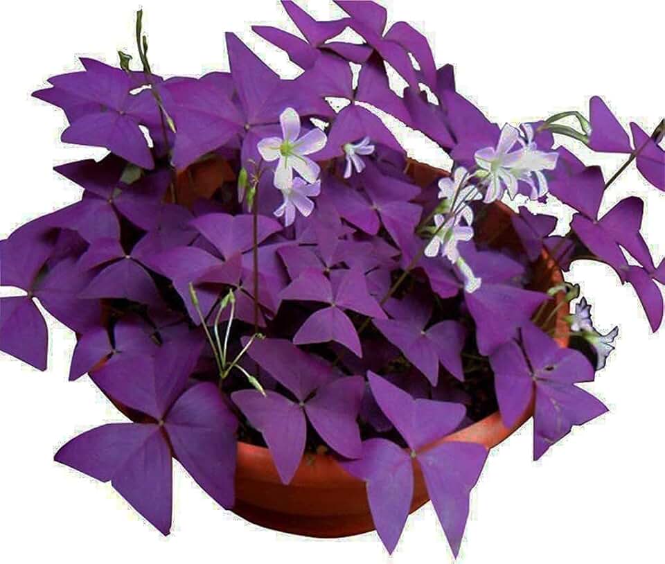 Oxalis Triangularis 10 Bulbs - Purple Shamrocks Lucky Lovely Flower Bulbs Grows Indoor or Outdoor