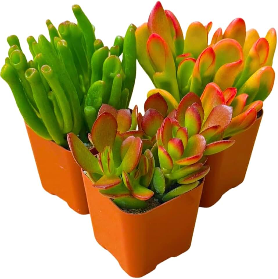 Succulents Plants Live Jade Plant 2" 3-Pack Mystery Assortment, Live Jade Plant Starter Collection, Live Succulent Plants in Grower Pots with Succulent Soil Mix by The Succulent Cult