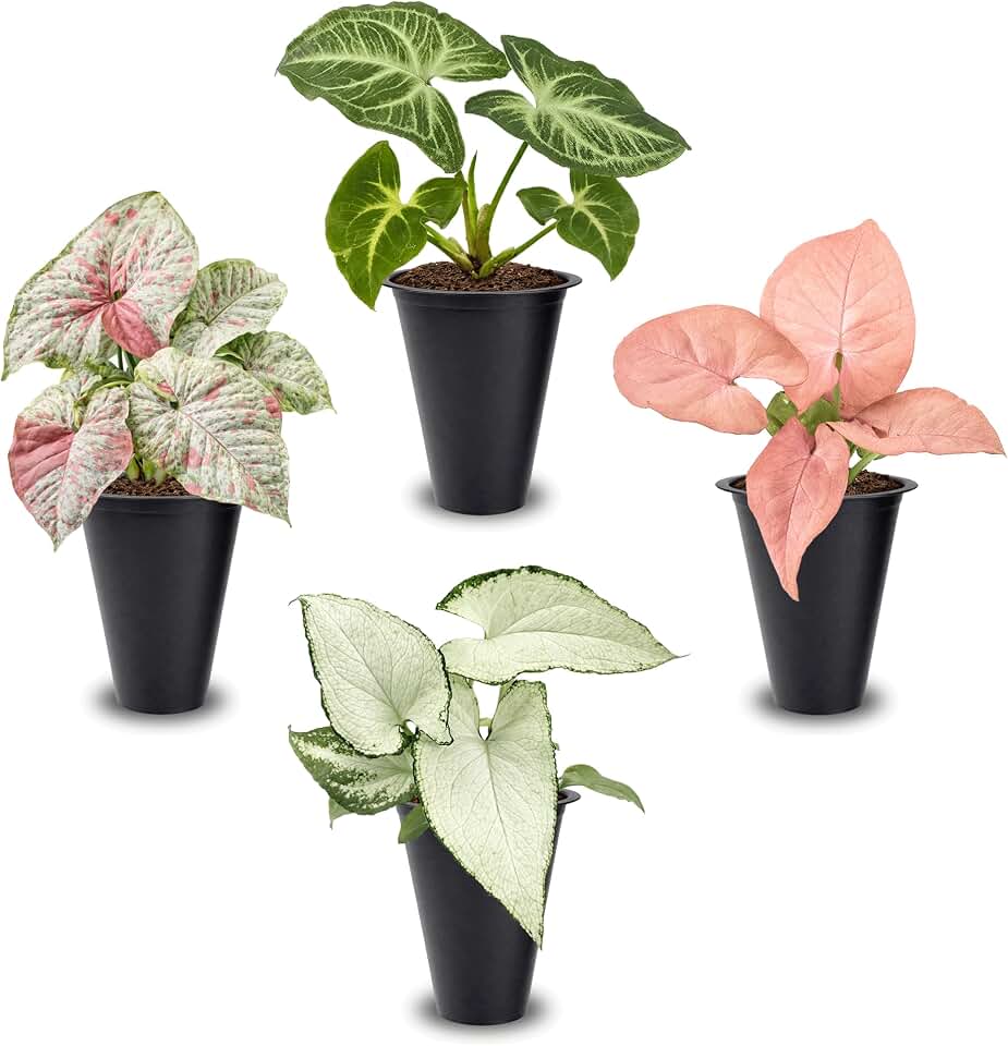 Syngonium Plant Collection (4 Pack) Live Starter Plants, Batik, Holly M, Milk Confetti, Neon Robusta, Rare Indoor Houseplants, Easy Care Arrowhead Vine Plants Alive