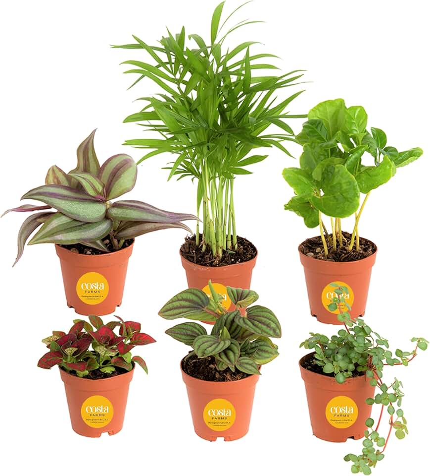 Costa Farms Live Indoor House Plants, Live Indoor Plant, Simple Care | Hand-selected assorted mix, varieties may vary. Great indoor houseplants. Housewarming or birthday gift. 6-pack.