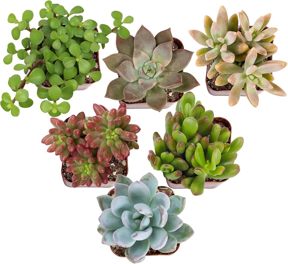 Altman Plants Specialty Live Succulent Plant (6 Pack), No Duplicates, Assorted Succulents Featuring Unique Colors &amp; Shapes, in 2 in Pots