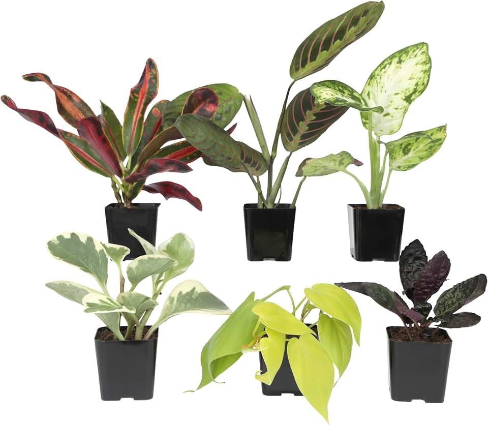 Simple to Grow Houseplants (6PK), Live House Plants in Plant Containers, Growers Choice Plant Set in Planters with Potting Soil Mix, Home Decor Planting Kit or Outdoor Garden Gifts by Plants for Pets