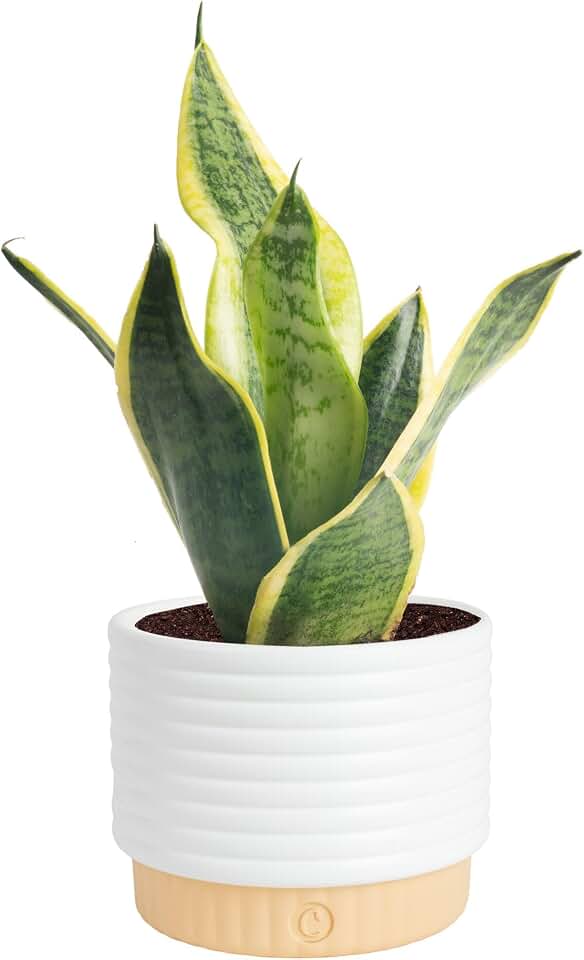 Costa Farms Snake Plant, Live Indoor Houseplant, Air Purifying, Easy Low Light | Nearly indestructible and thrives in low light. Great indoor houseplant. Ideal housewarming or birthday gift.