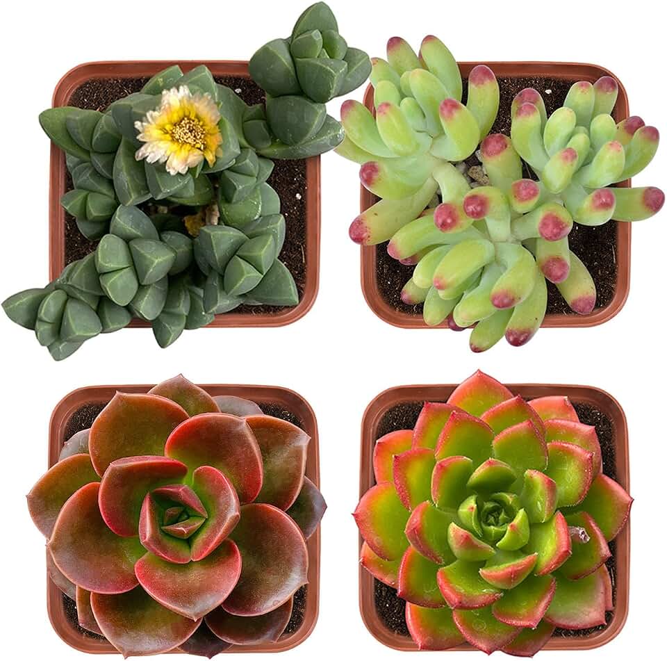 Succulent Plants (4 Pack), Live Succulents Fully Rooted in 2" Grower Pots, Unique Potted House Plant for DIY, Home Decor, Wedding Party Favors (Common Varieties)