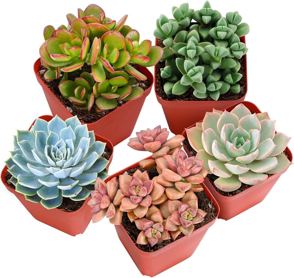 Sprout N Green Live Succulent Plants, 5 Pack Assorted Succulents Potted in 2" Starter Pot with Soil Mix, Rare Small Indoor House Plants for Home Garden Wedding Decor Party Favors DIY Projects