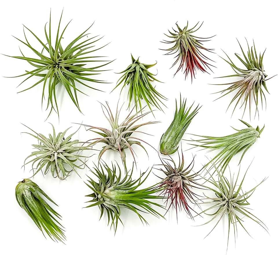 ragnaroc Air Plants - Tillandsia Ionantha Pack, Regular 1-3" - 12ct - Live Arrival Guaranteed - House Plants for Home Decor and Gift