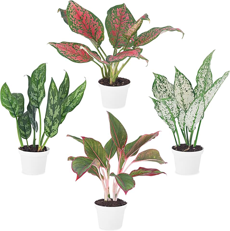 Aglaonema Live Plant Collection (4-Pack) - Chinese Evergreen Plants in 2-Inch Pots | Low-Maintenance Indoor Houseplants | Perfect for Low Light, Office Decor, and Air Purification