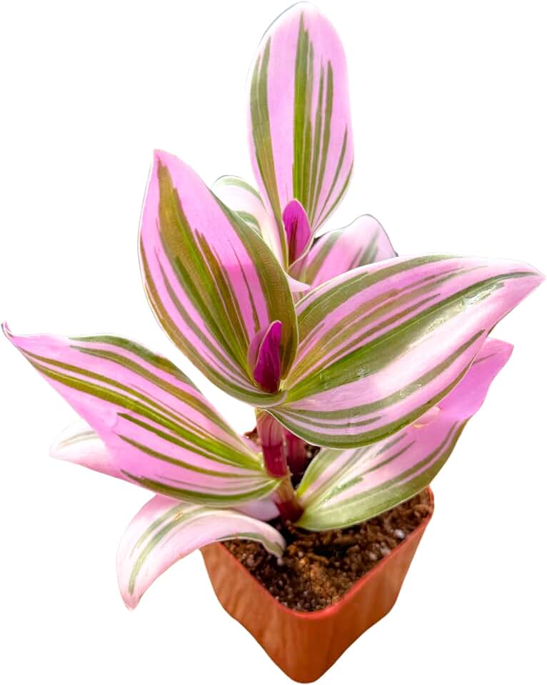 <<<2" Unique Succulents Plants Live, Live Starter Succulent Plants, Simple Care House Plants Rooted in Succulent Soil Mix, By The Succulent Cult (Tradescantia Nanouk)>>>