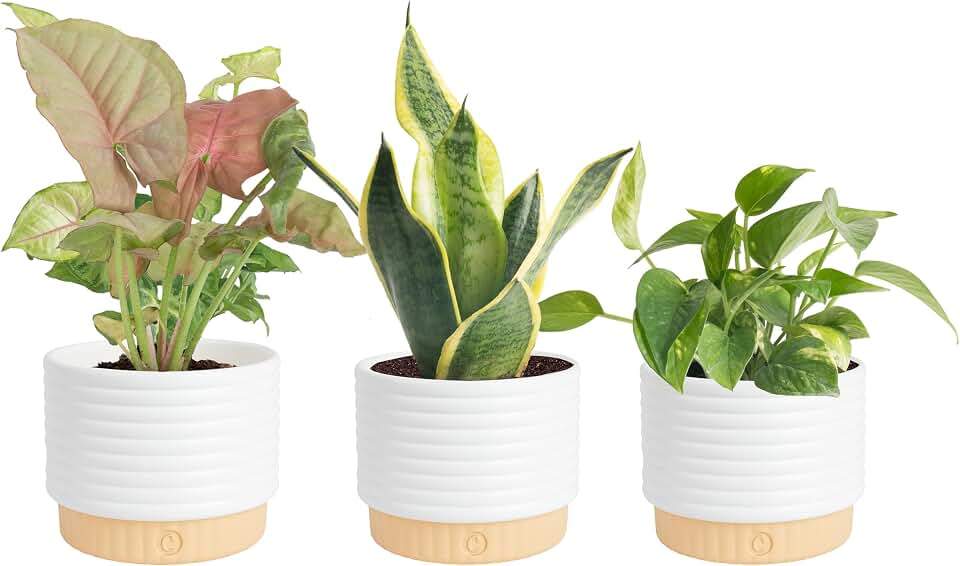 Costa Farms Live Indoor House Plants, Live Indoor Plant, Easy Care | Hand-selected assorted mix, varieties may vary. Great indoor houseplant. Ideal housewarming or birthday gift. 3-pack